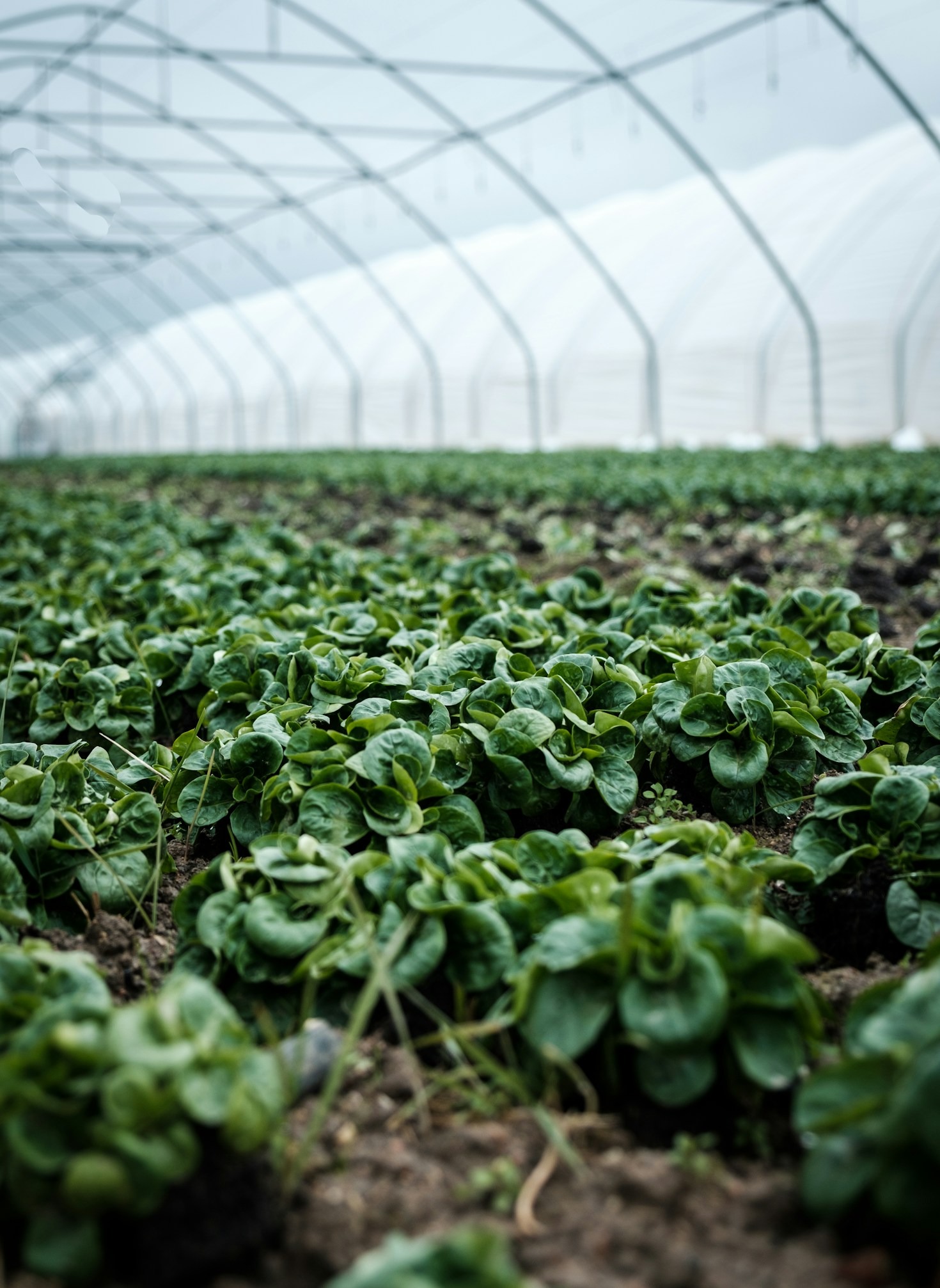 The Future of Agriculture: Trends to Watch